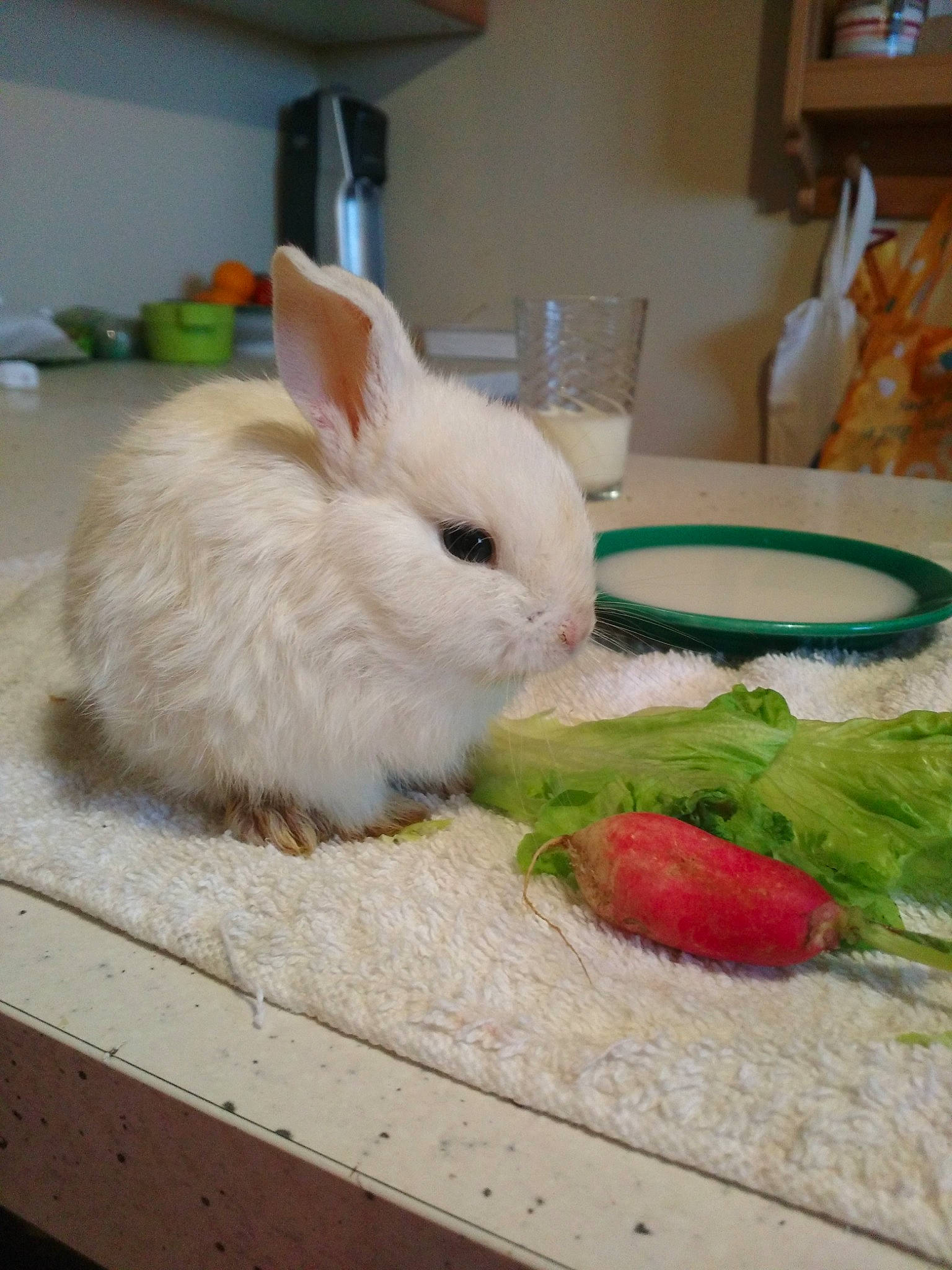 Panpan participe au concours pour gagner de l'argent avec cette photo : domestic_rabbit, fawn, hare, organism, rabbit, rabbits_and_hares, skin, whiskers