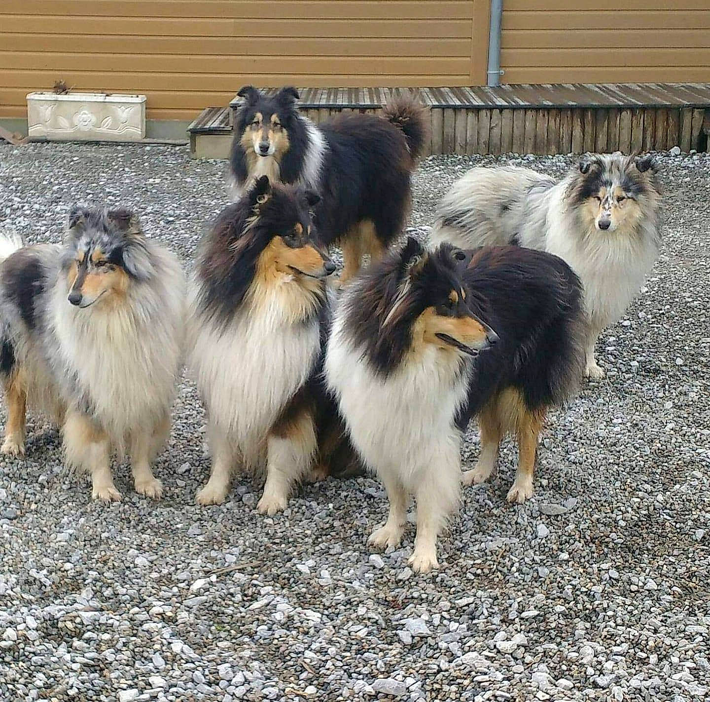 Lady Blue a rejoint le concours — aidez-le/la à gagner de superbes lots ! australian_shepherd, canidae, carnivore, collie, companion_dog, dog, dog_breed, fawn, herding_dog, mammal, rough_collie, scotch_collie, shetland_sheepdog, smooth_collie, sporting_group, vertebrate