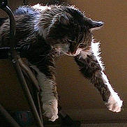 Gizmo joined the competition — help win amazing prizes!
