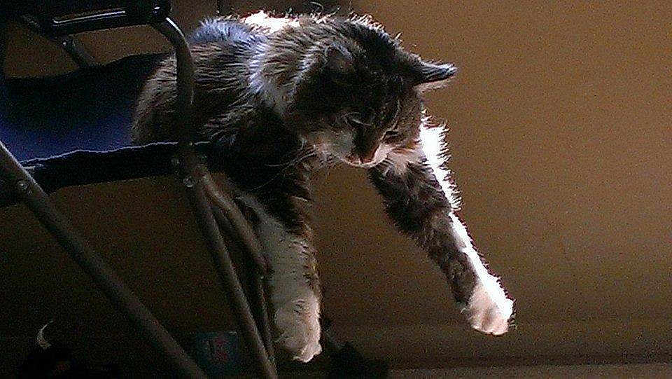 Gizmo