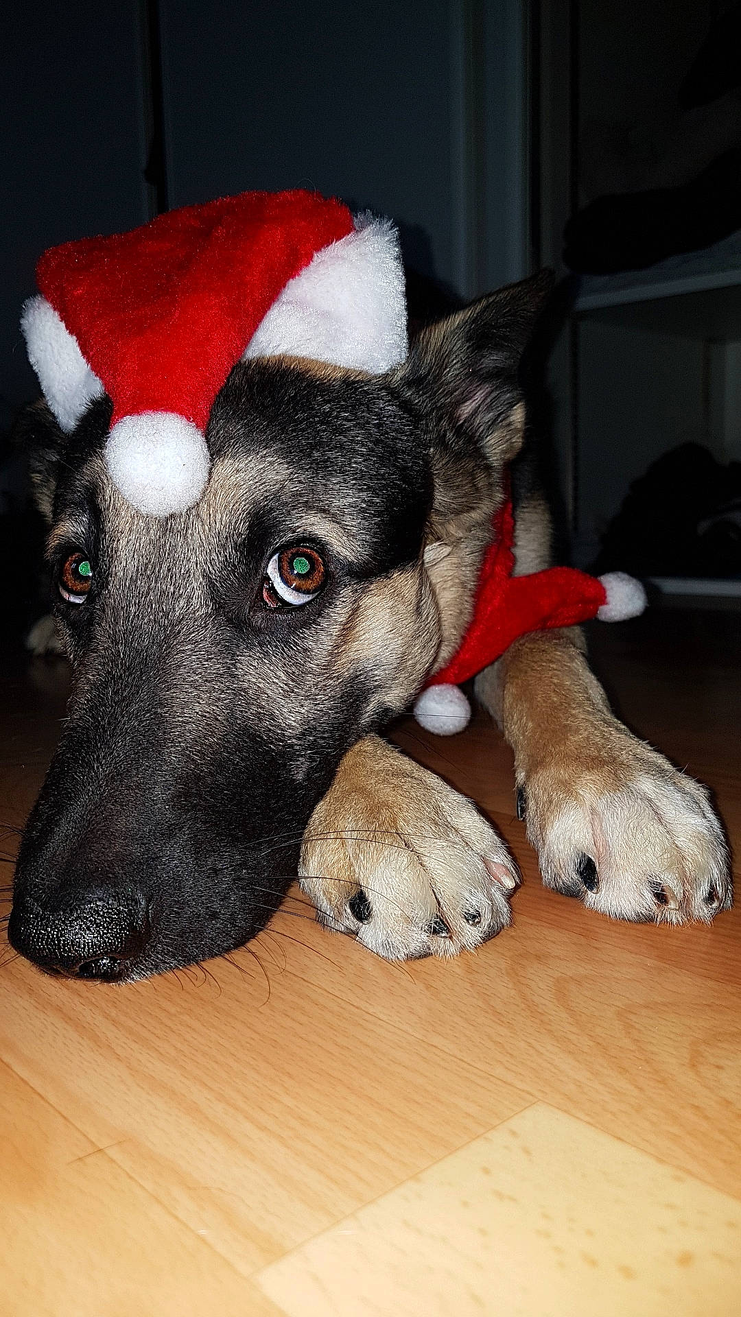 Narkoo a rejoint le concours — aidez-le/la à gagner de superbes lots ! canidae, carnivore, dog, dog_breed, dog_toy, fur, mammal, norwegian_elkhound, paw, rare_breed_dog, snout, vertebrate, whiskers