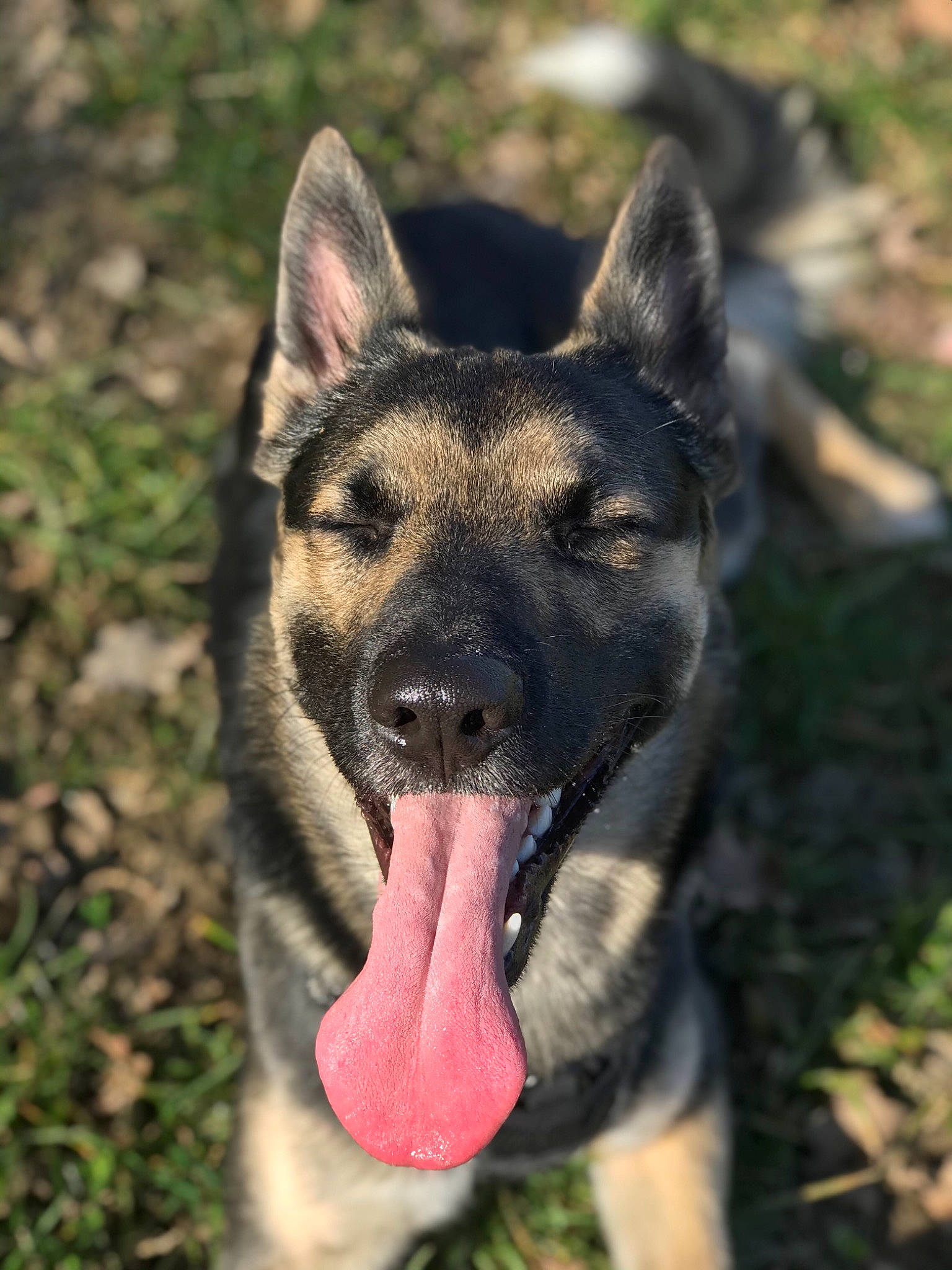 Narkoo participe au concours pour gagner de l'argent avec cette photo : belgian_shepherd_malinois, canidae, carnivore, dog, dog_breed, east_european_shepherd, fawn, german_shepherd_dog, king_shepherd, kunming_wolfdog, mammal, norwegian_elkhound, old_german_shepherd_dog, police_dog, rare_breed_dog, shiloh_shepherd_dog, snout, vertebrate, working_dog