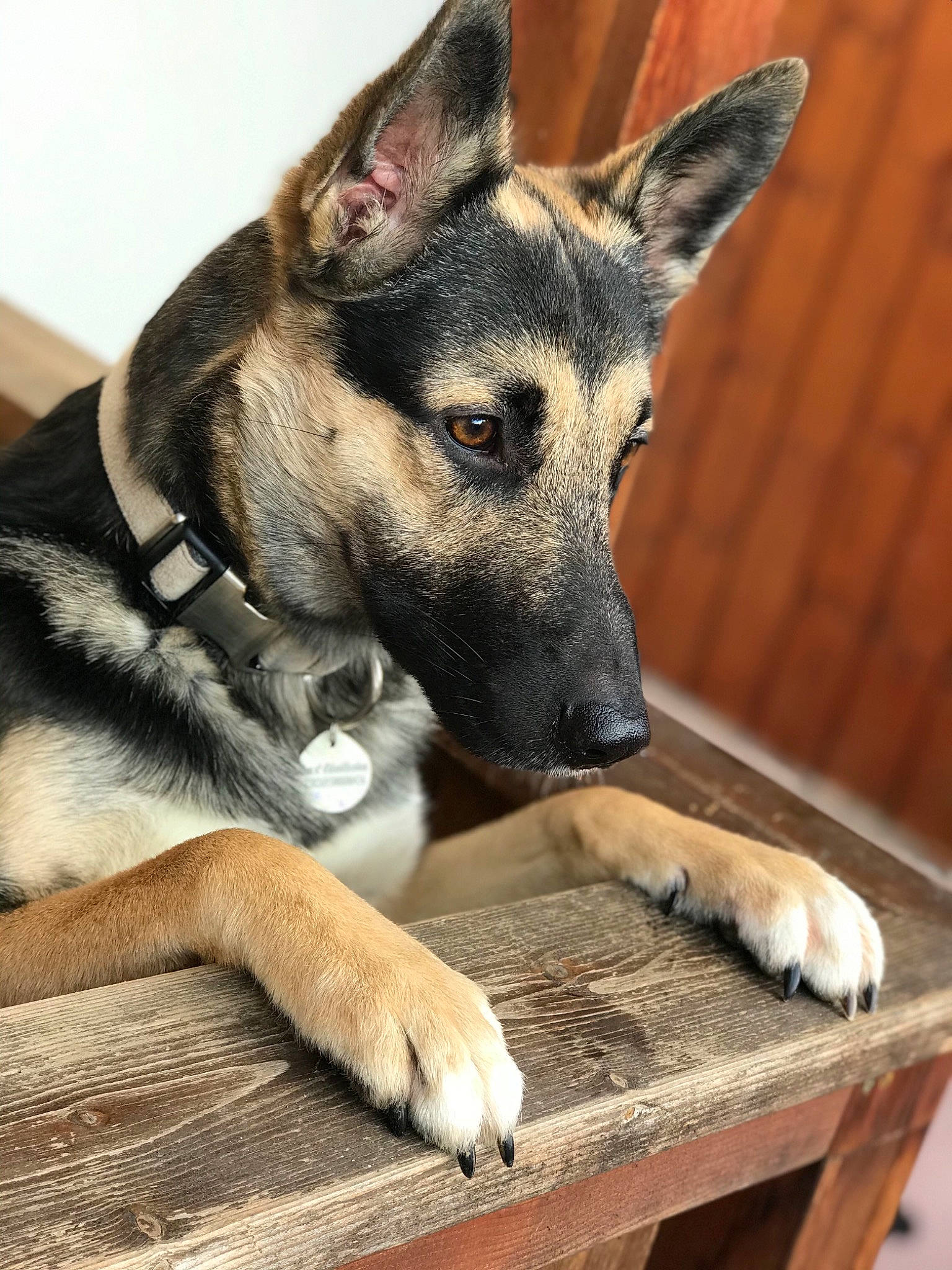 Narkoo a rejoint le concours — aidez-le/la à gagner de superbes lots ! canidae, carnivore, czechoslovakian_wolfdog, dog, dog_breed, fawn, kunming_wolfdog, mammal, norwegian_elkhound, seppala_siberian_sleddog, snout, vertebrate, wolfdog