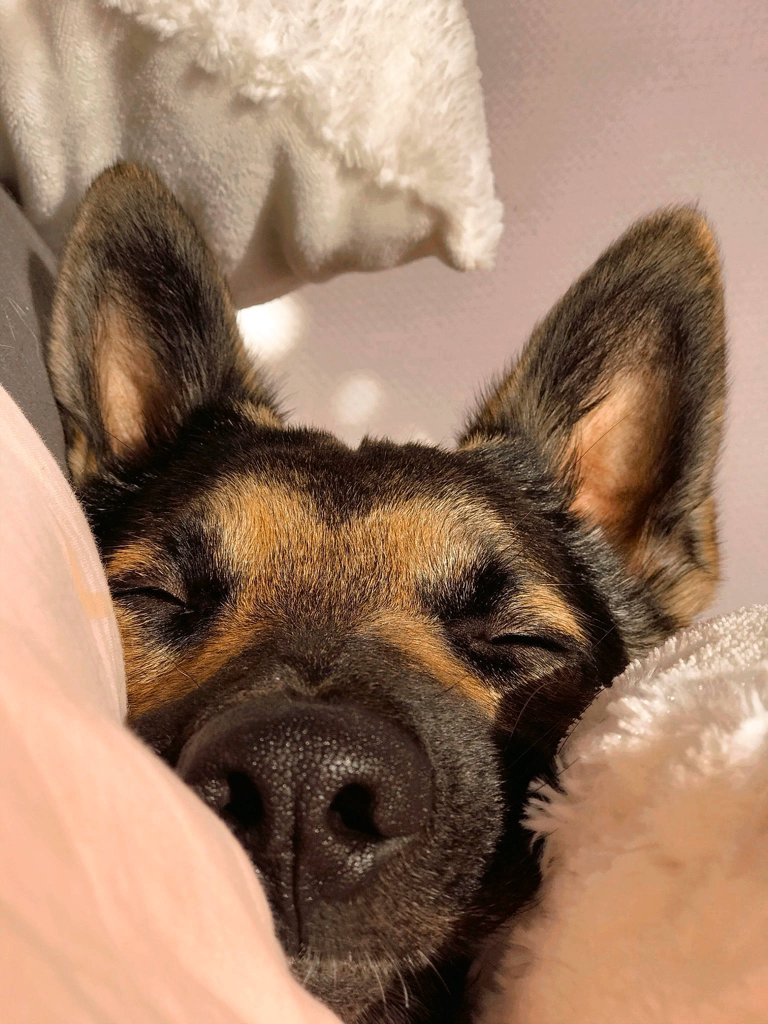 Narko a rejoint le concours — aidez-le/la à gagner de superbes lots ! canidae, carnivore, dog, dog_breed, ear, fawn, fur, german_shepherd_dog, mammal, norwegian_elkhound, nose, paw, puppy, snout, vertebrate, whiskers