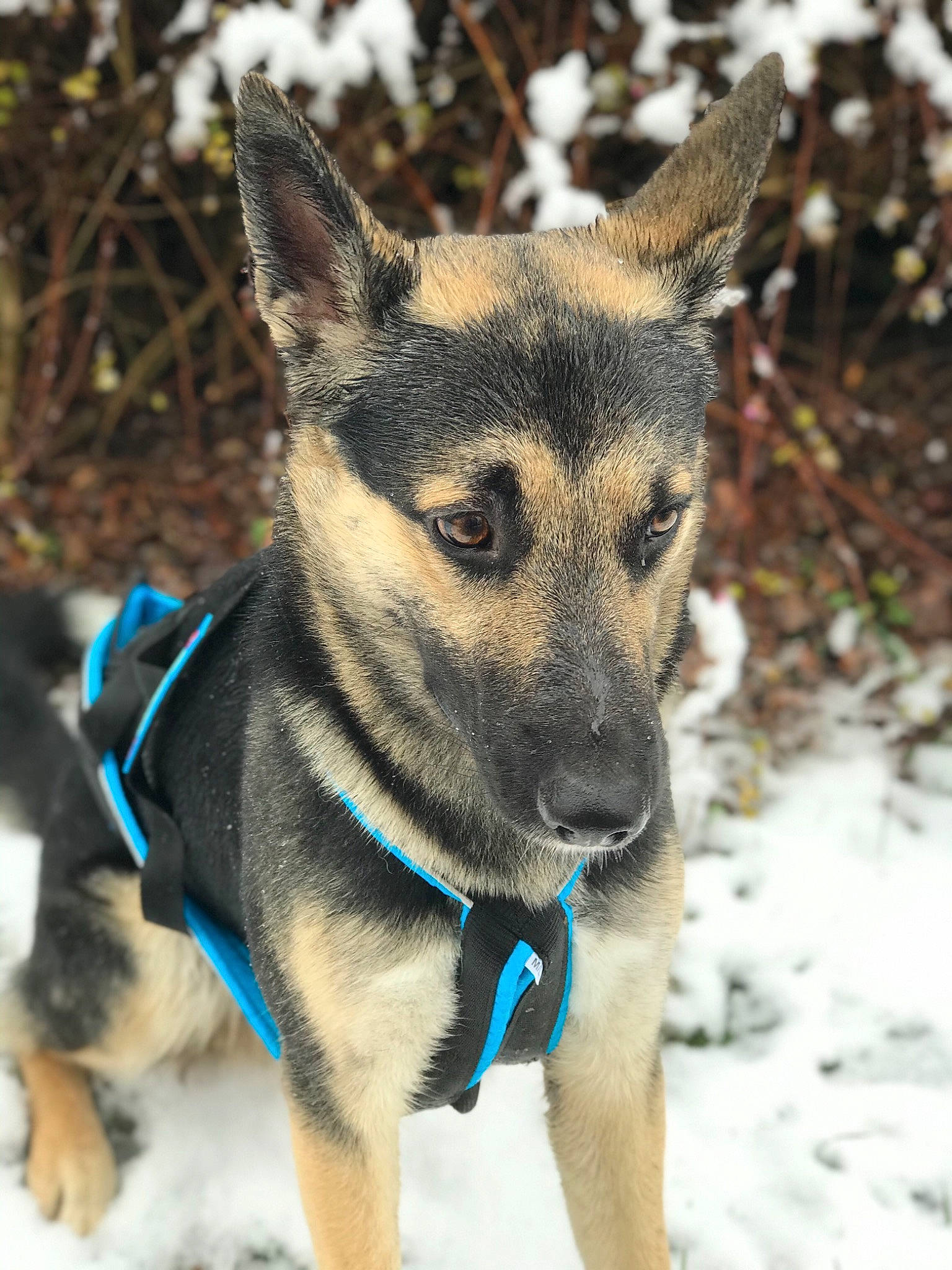 Narko participe au concours pour gagner de l'argent avec cette photo : canidae, carnivore, dog, dog_breed, fawn, jamthund, mammal, norwegian_elkhound, puppy, rare_breed_dog, snout, snow, sporting_group, swedish_vallhund, vertebrate, winter