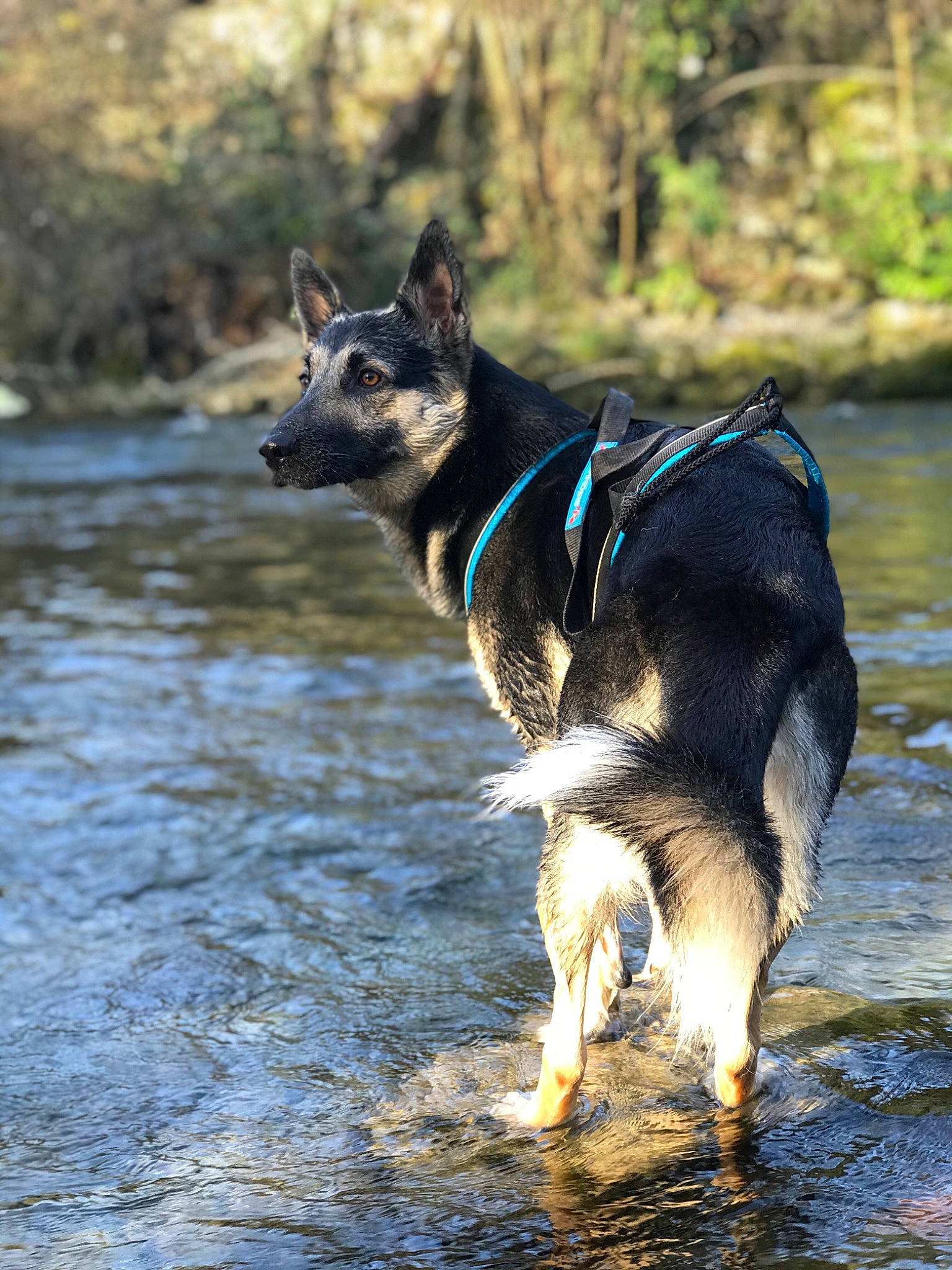 Narko a rejoint le concours — aidez-le/la à gagner de superbes lots ! canidae, carnivore, dog, dog_breed, east_european_shepherd, german_shepherd_dog, king_shepherd, kunming_wolfdog, lapponian_herder, mammal, shiloh_shepherd_dog, sporting_group, vertebrate, wildlife, working_dog