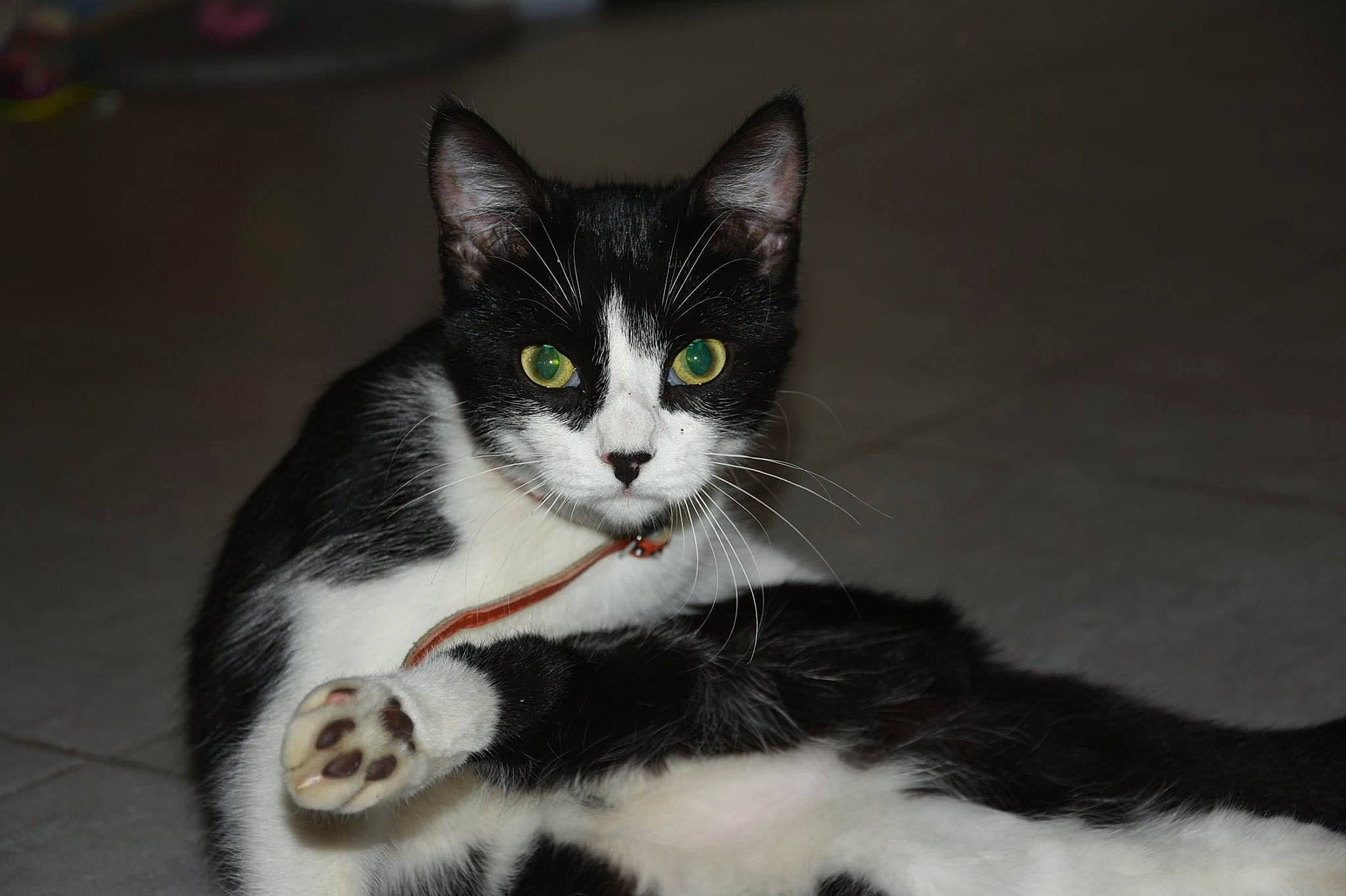 Nevee a rejoint le concours — aidez-le/la à gagner de superbes lots ! aegean_cat, american_wirehair, black_and_white, carnivore, cat, domestic_short_haired_cat, european_shorthair, eye, felidae, fur, kitten, mammal, norwegian_forest_cat, polydactyl_cat, small_to_medium_sized_cats, snout, vertebrate, whiskers