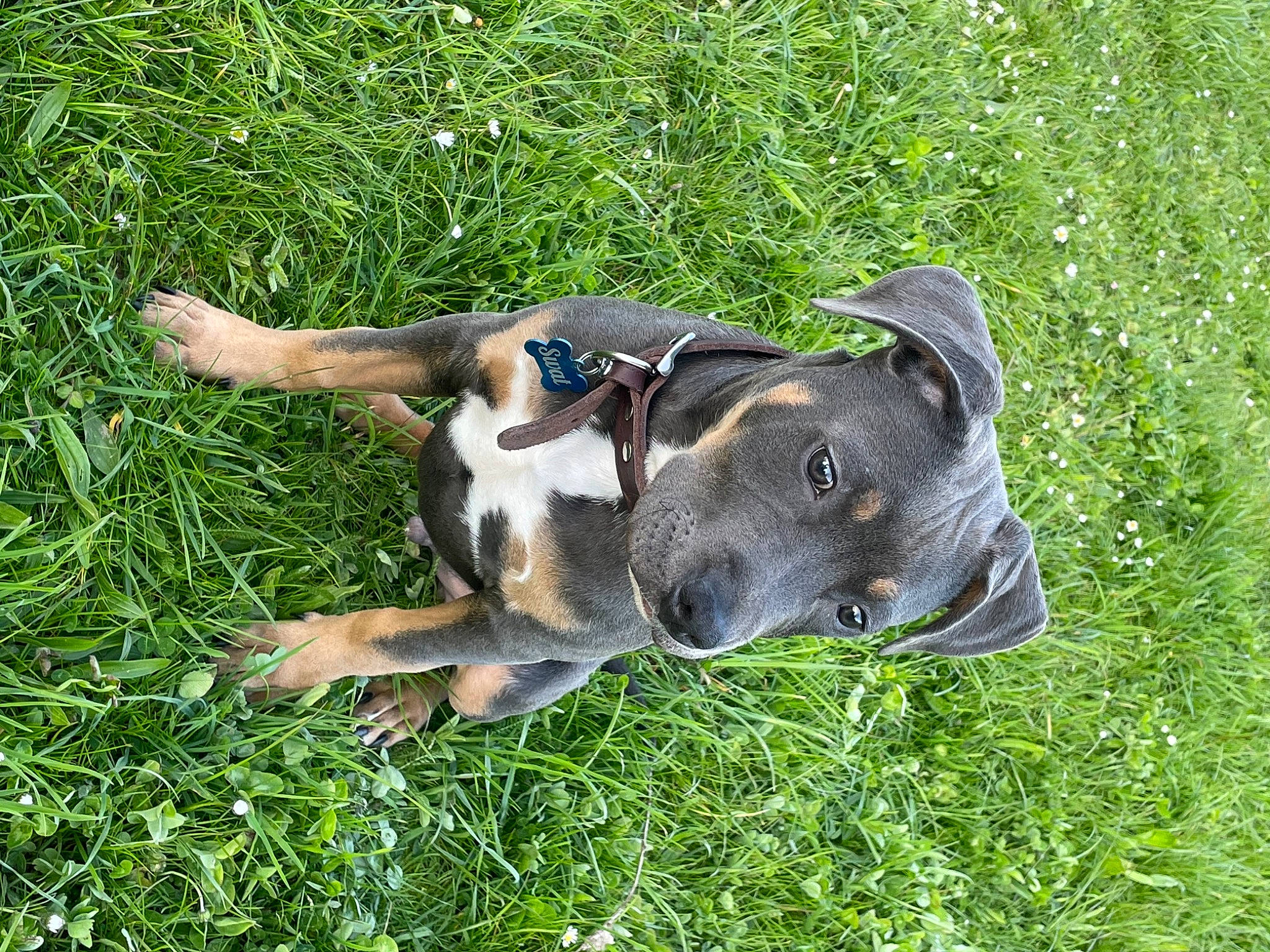 Swat participe au concours pour gagner de l'argent avec cette photo : canidae, carnivore, collar, companion_dog, dog, dog_breed, dog_collar, fawn, grass, grassland, groundcover, guard_dog, hunting_dog, non_sporting_group, plant, snout, sporting_group, terrestrial_animal, working_animal, working_dog