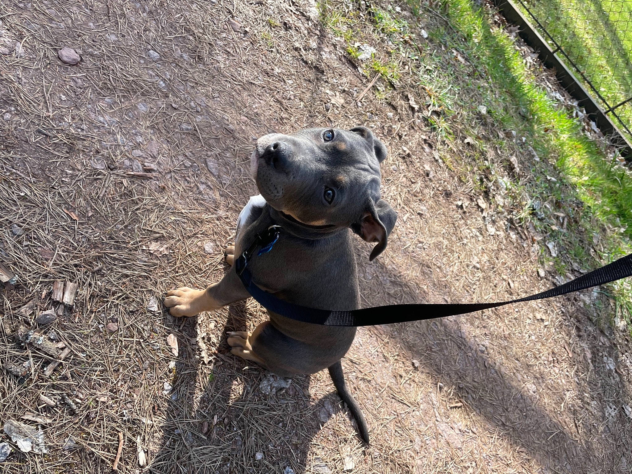 Swat participe au concours pour gagner de l'argent avec cette photo : carnivore, collar, companion_dog, dog, dog_breed, dog_collar, fashion_accessory, fawn, grass, leash, pet_supply, recreation, road_surface, shadow, snout, soil, sporting_group, tail, terrestrial_animal, working_animal