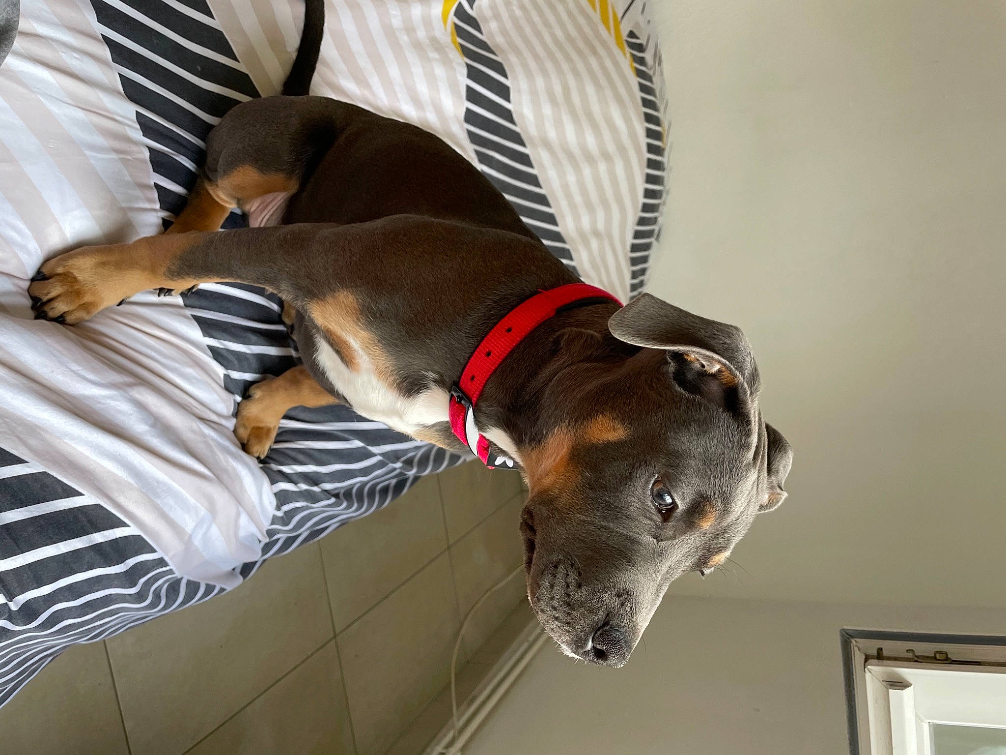 Swat a rejoint le concours — aidez-le/la à gagner de superbes lots ! canidae, carnivore, collar, comfort, companion_dog, dog, dog_breed, dog_collar, dog_supply, fawn, hound, leash, liver, pet_supply, scent_hound, snout, sporting_group, tail, whiskers, working_animal