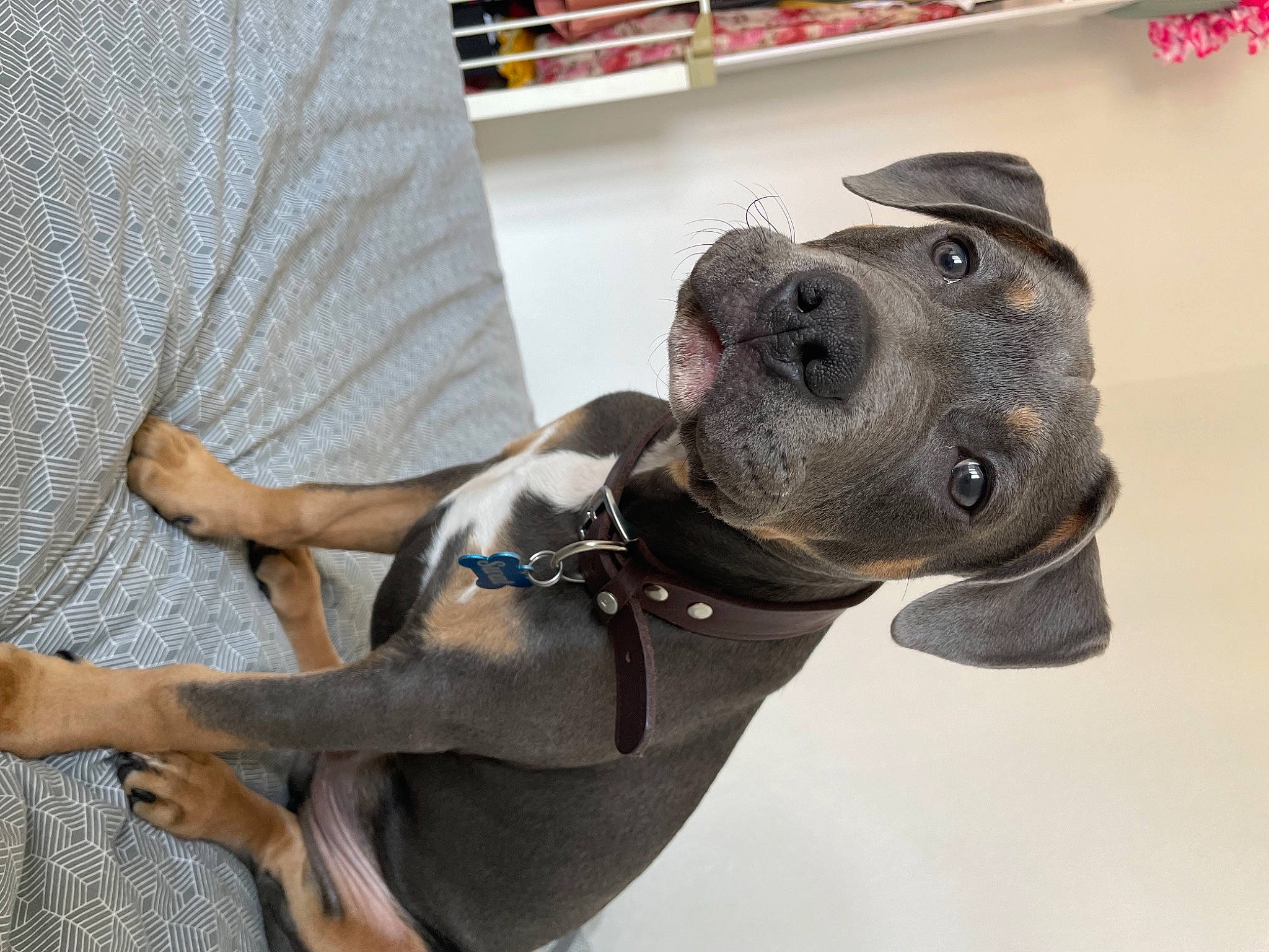 Swat participe au concours pour gagner de l'argent avec cette photo : carnivore, collar, companion_dog, dog, dog_breed, dog_collar, elbow, fashion_accessory, fawn, guard_dog, leash, non_sporting_group, personal_protective_equipment, pet_supply, shelf, snout, sporting_group, whiskers, working_animal, working_dog