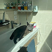 Grisouille participe au concours pour gagner de l'argent avec cette photo : cat, bathroom, sink, sunlight, toothbrush, towel, faucet, mirror, tile_wall, cabinet, gray_cat, relaxed, domestic_animal, pet, indoor, resting, electric_toothbrush, personal_care, shadow, cord