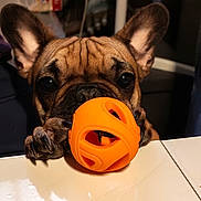 Uyana participe au concours pour gagner de l'argent avec cette photo : dog, french_bulldog, pet, puppy, toy_ball, orange_ball, paw, snout, wrinkles, ears, big_eyes, close_up, portrait, table, reflection, indoor, playful, cute, companion, household_item