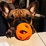 dog, french_bulldog, pet, puppy, toy_ball, orange_ball, paw, snout, wrinkles, ears, big_eyes, close_up, portrait, table, reflection, indoor, playful, cute, companion, household_item