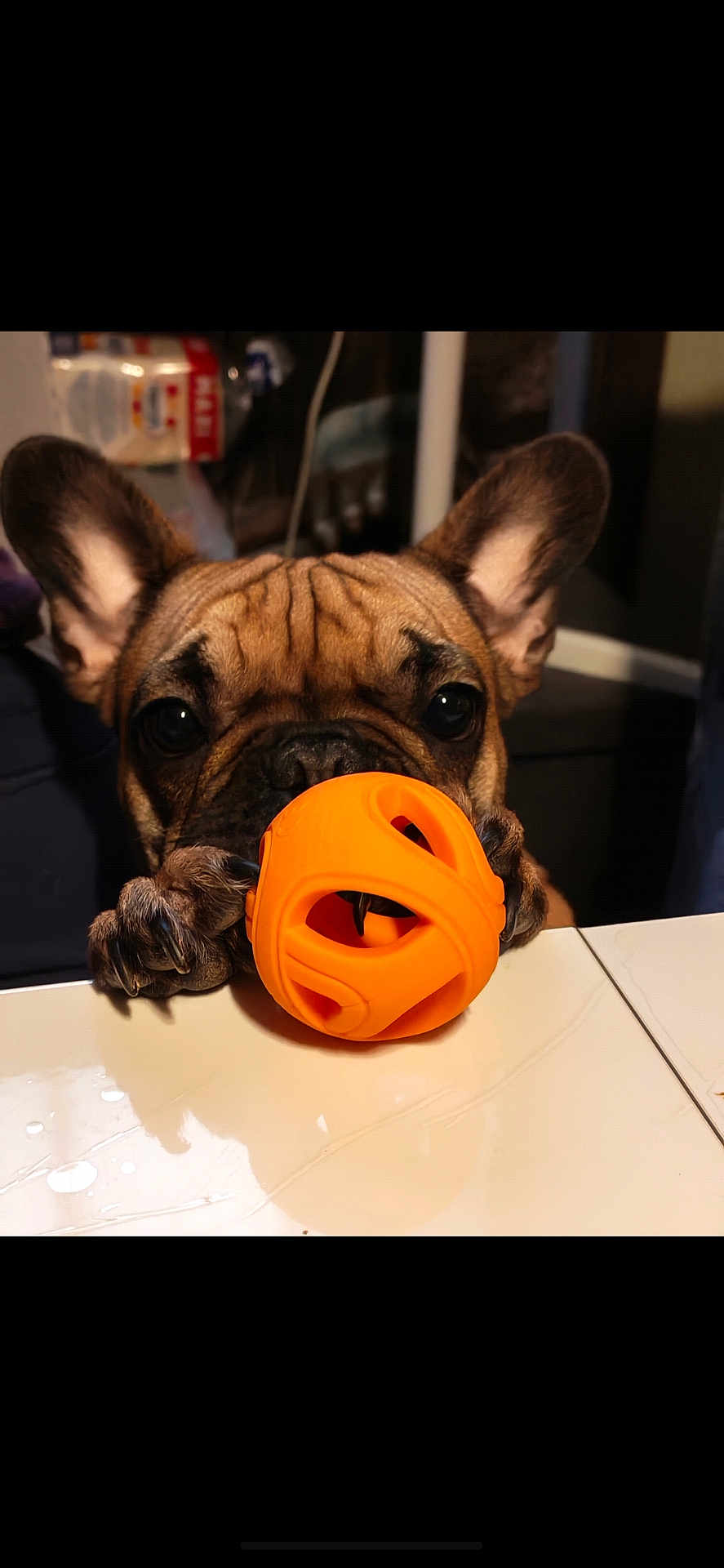 Uyana participe au concours pour gagner de l'argent avec cette photo : dog, french_bulldog, pet, puppy, toy_ball, orange_ball, paw, snout, wrinkles, ears, big_eyes, close_up, portrait, table, reflection, indoor, playful, cute, companion, household_item