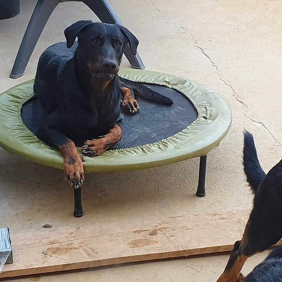 Prince a rejoint le concours — aidez-le/la à gagner de superbes lots ! animal, canine, dog, dogbed, hound, labradorretriever, pet, pointer, policedog, puppy, slate, tire