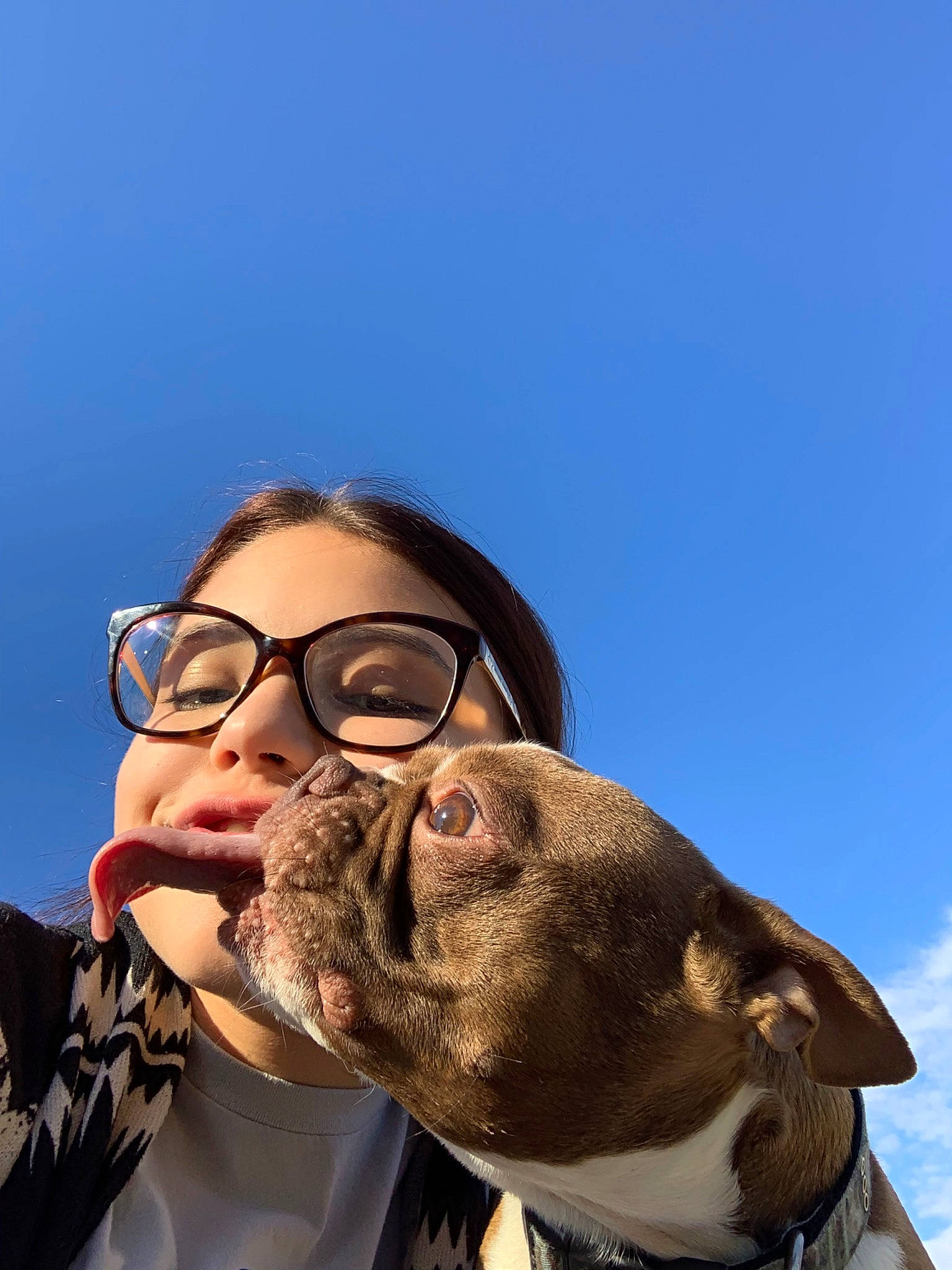 Diesel is registered to the contest to win money with this photo: american_pit_bull_terrier, american_staffordshire_terrier, beard, boston_terrier, bulldog, canidae, companion_dog, dog, dog_breed, eyewear, facial_hair, fawn, glasses, hair, head, moustache, non_sporting_group, photography, snout, sporting_group