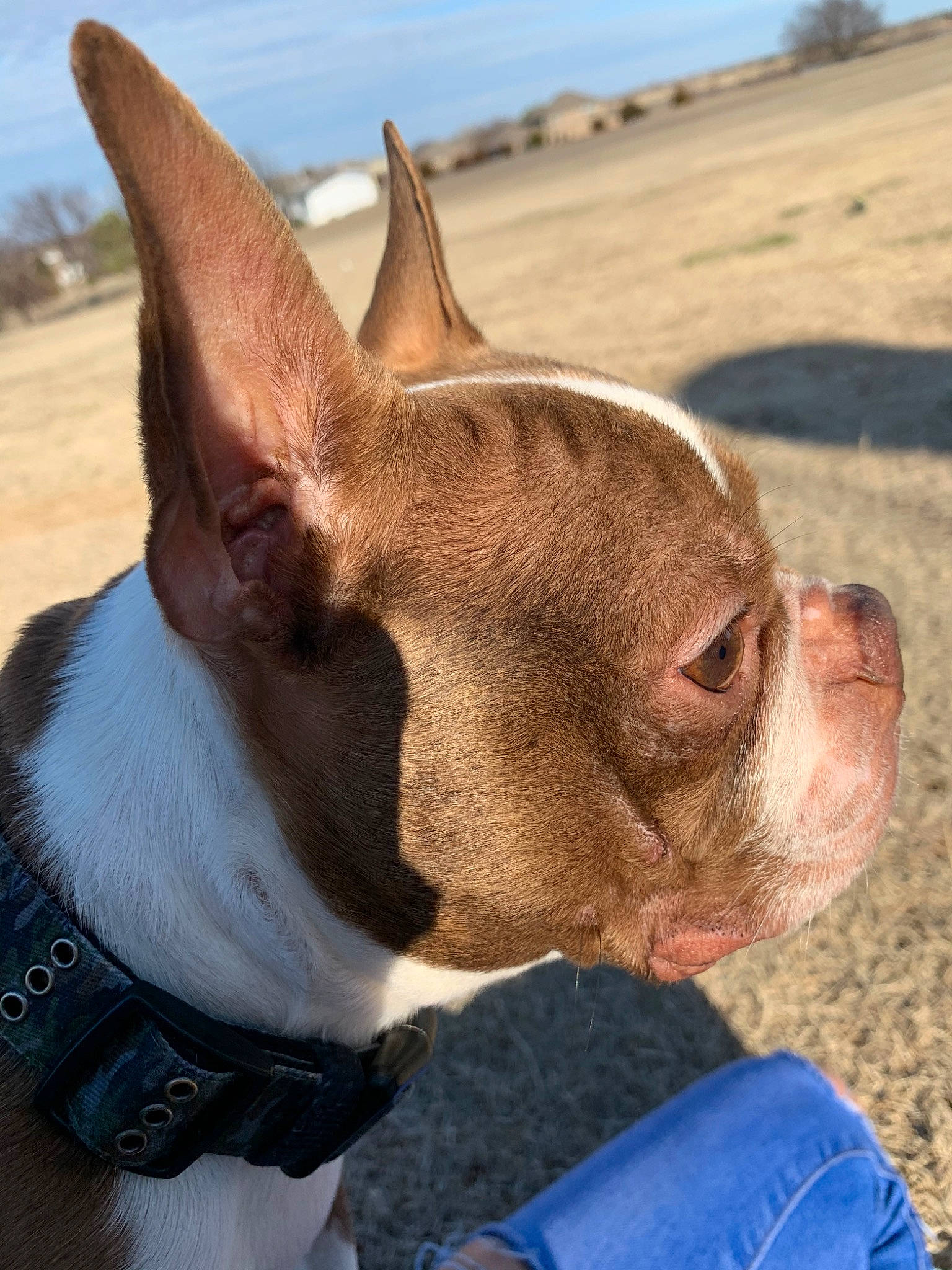 Diesel is registered to the contest to win money with this photo: boston_terrier, canidae, carnivore, collar, companion_dog, dog, dog_breed, dog_collar, ear, fawn, french_bulldog, mammal, non_sporting_group, nose, snout