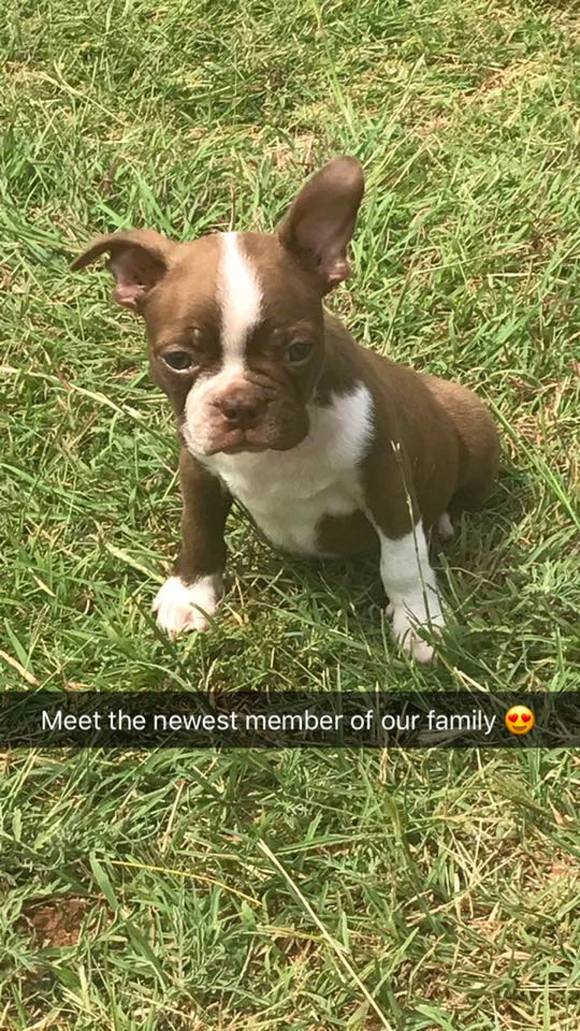 Diesel is registered to the contest to win money with this photo: boston_terrier, canidae, carnivore, companion_dog, dog, dog_breed, fawn, grass, mammal, non_sporting_group, puppy, rare_breed_dog, vertebrate