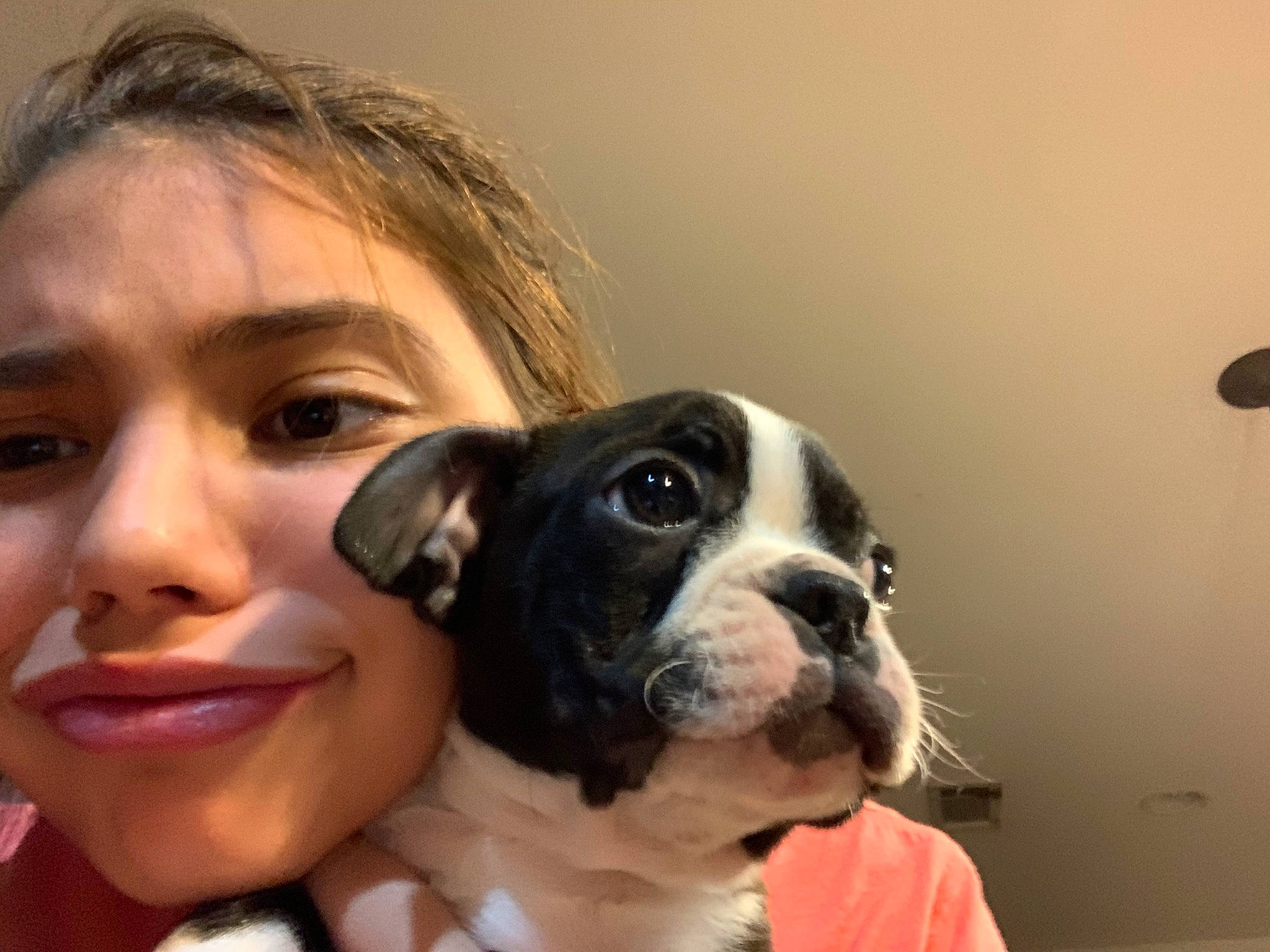 Hobbs is registered to the contest to win money with this photo: boston_terrier, canidae, carnivore, cheek, companion_dog, dog, dog_breed, ear, eye, face, head, mammal, non_sporting_group, nose, puppy, puppy_love, skin, snout, valley_bulldog, vertebrate