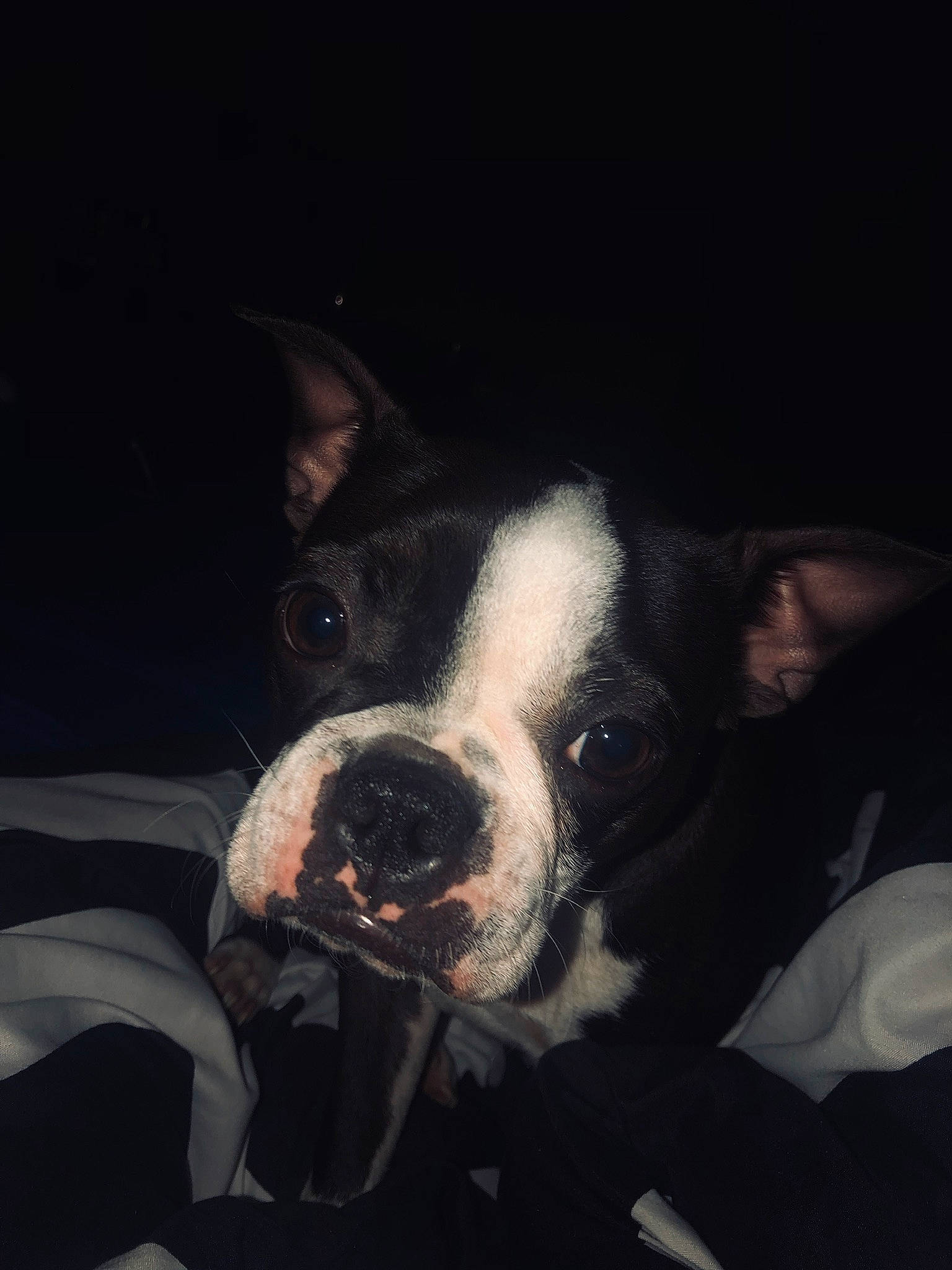 Hobbs joined the competition — help win amazing prizes! black_and_white, boston_terrier, canidae, carnivore, companion_dog, dog, dog_breed, ear, fawn, french_bulldog, mammal, non_sporting_group, nose, sky, snout, valley_bulldog, whiskers
