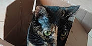 Kira a rejoint le concours — aidez-le/la à gagner de superbes lots ! cat, tortoiseshell, cardboard_box, indoor, tile_floor, furniture_legs, pet, animal, curious, green_eyes, closeup, whiskers, ears, domestic_cat, home, cozy, sitting, looking, feline, box