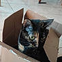 cat, tortoiseshell, cardboard_box, indoor, tile_floor, furniture_legs, pet, animal, curious, green_eyes, closeup, whiskers, ears, domestic_cat, home, cozy, sitting, looking, feline, box