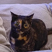 Kira a rejoint le concours — aidez-le/la à gagner de superbes lots ! cat, tortoiseshell, pet, animal, feline, wide_eyes, cozy, blanket, indoor, curious, cute, fur, whiskers, sitting, looking, texture, relaxed, domestic, companion, soft_lighting