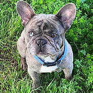 Ralo joined the competition — help win amazing prizes! adorable, animal, blue_collar, canine, close_up, clover, cute, dog, ears, french_bulldog, fur, grass, greenery, heterochromia, nature, outdoor, pet, portrait, sitting, watchful