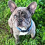 adorable, animal, blue_collar, canine, close_up, clover, cute, dog, ears, french_bulldog, fur, grass, greenery, heterochromia, nature, outdoor, pet, portrait, sitting, watchful