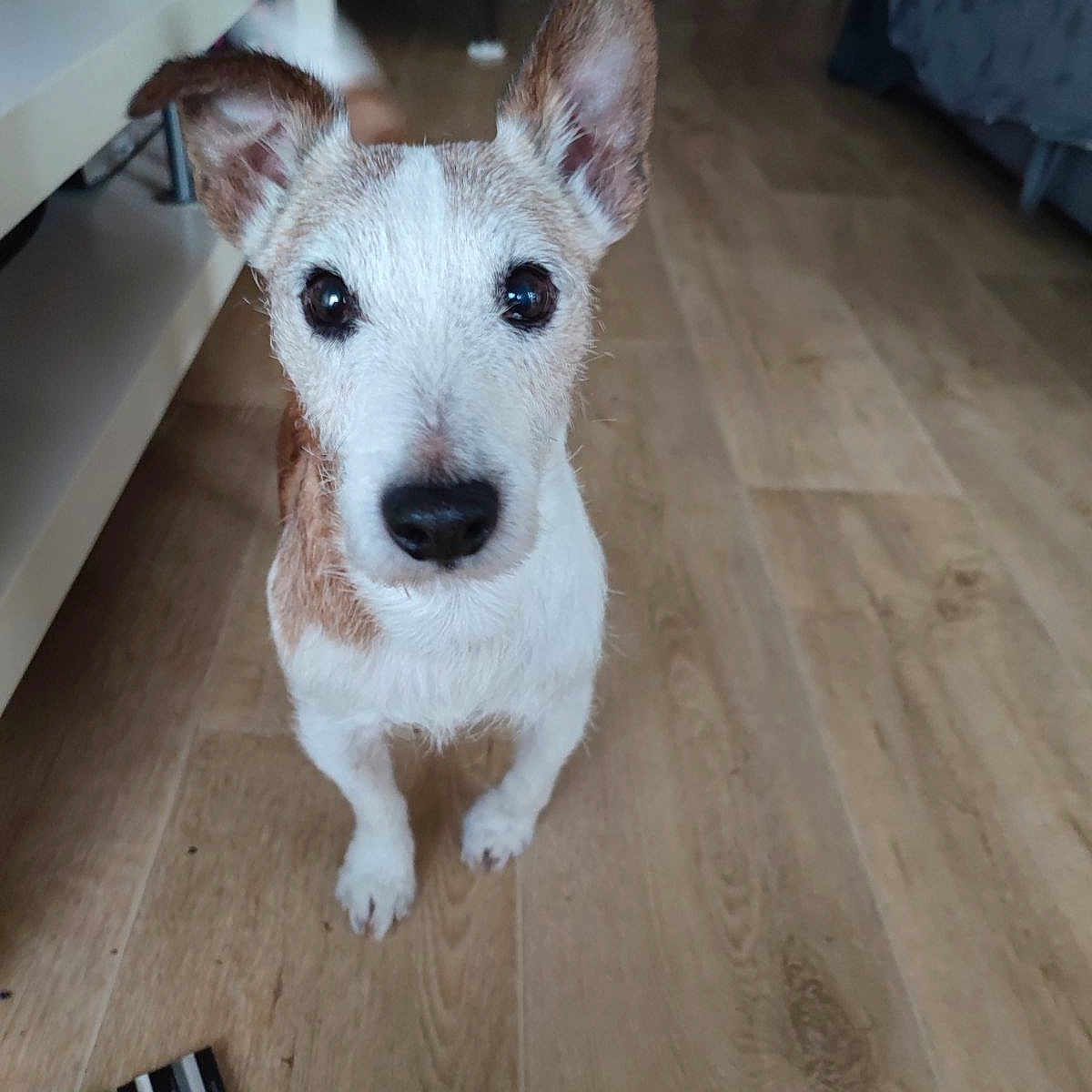 Gustave a rejoint le concours — aidez-le/la à gagner de superbes lots ! advertisement, animal, bookcase, canine, document, dog, furniture, hardwood, indoors, interiordesign, pet, plywood, puppy, receipt, stainedwood, table, tabletop, text, whitedog, wood