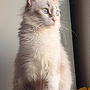 Boo is registered to the contest to win money with this photo: animal, blue_eyes, calm, cat, close_up, cute, domestic, feline, fluffy_fur, focused, furry_tail, indoor, long_hair, pet, portrait, side_view, sitting, soft_light, whiskers, window_light