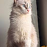 animal, blue_eyes, calm, cat, close_up, cute, domestic, feline, fluffy_fur, focused, furry_tail, indoor, long_hair, pet, portrait, side_view, sitting, soft_light, whiskers, window_light