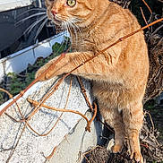 Mouettes participe au concours pour gagner de l'argent avec cette photo : cat, orange_tabby, outdoor, tree_stump, concrete_wall, curious, feline, animal, nature, daylight, whiskers, fur, green_eyes, branches, plant, closeup, pet, mammal, looking, alert