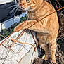 cat, orange_tabby, outdoor, tree_stump, concrete_wall, curious, feline, animal, nature, daylight, whiskers, fur, green_eyes, branches, plant, closeup, pet, mammal, looking, alert