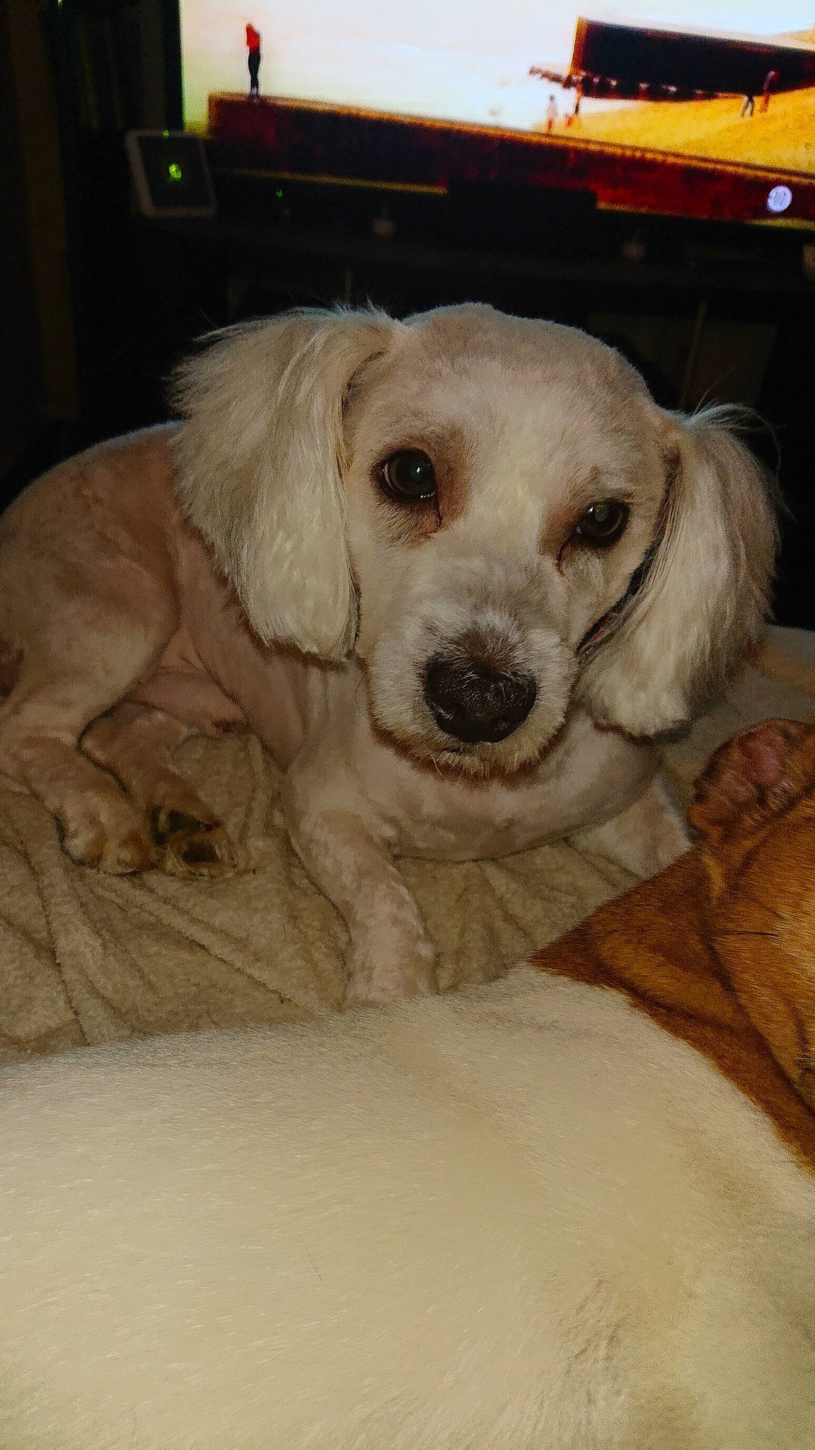 Mika participe au concours pour gagner de l'argent avec cette photo : beagador, canidae, carnivore, companion_dog, dog, dog_breed, fawn, mammal, puppy, puppy_love, rare_breed_dog, retriever, small_greek_domestic_dog, snout, sporting_group, vertebrate, whiskers