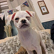 Pablo is registered to the contest to win money with this photo: puppy, dog, white_dog, brown_dog, blanket, indoor, curtains, clock, bunting, furniture, cozy, pet, cute, sleeping, playing, fur, animal, young_dog, home, relaxing