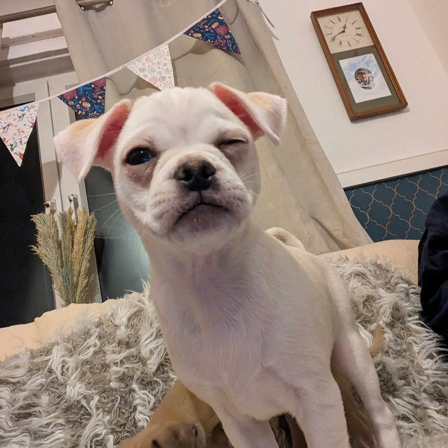 Pablo is registered to the contest to win money with this photo: animal, blanket, brown_dog, bunting, clock, cozy, curtains, cute, dog, fur, furniture, home, indoor, pet, playing, puppy, relaxing, sleeping, white_dog, young_dog