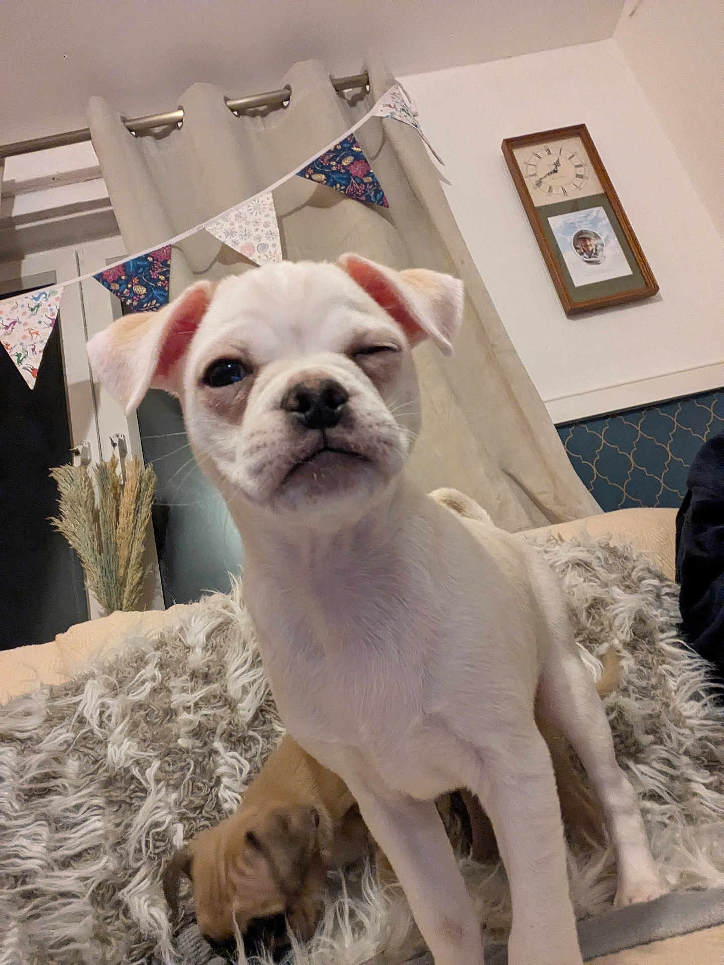 Pablo is registered to the contest to win money with this photo: puppy, dog, white_dog, brown_dog, blanket, indoor, curtains, clock, bunting, furniture, cozy, pet, cute, sleeping, playing, fur, animal, young_dog, home, relaxing