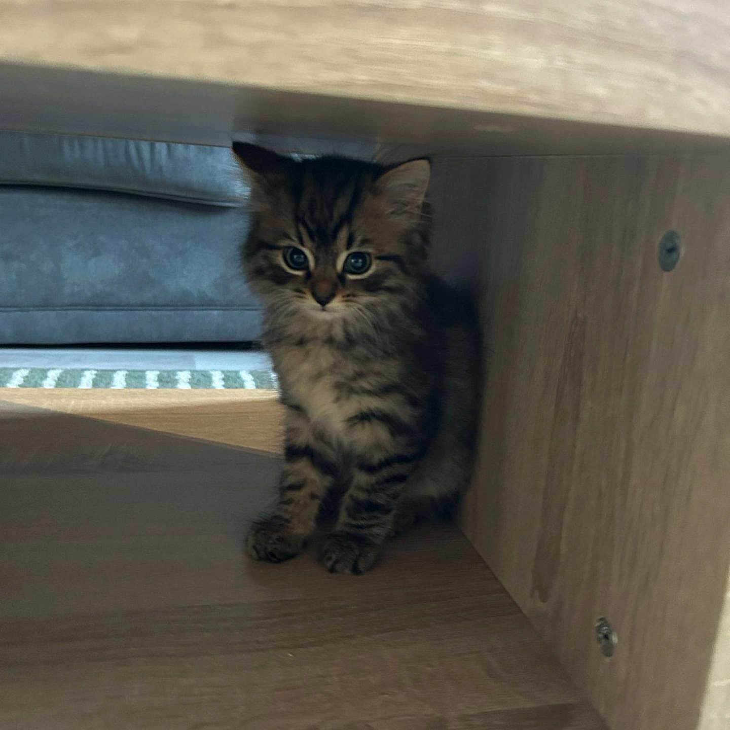 Leo joined the competition — help win amazing prizes! animal, cat, cozy, curious, cute, eyes, feline, floor, fur, hiding, home, indoor, kitten, pet, small, striped, tabby, wood, wooden_furniture, young