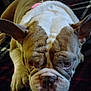 dog, bulldog, pet, sleepy, close_up, plaid_blanket, fur, face, ears, nose, paw, indoor, resting, animal, cute, wrinkles, muzzle, expression, cozy, companion