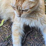 Toi participe au concours pour gagner de l'argent avec cette photo : cat, ginger_cat, animal, pet, outdoor, grass, earth, paw, fur, whiskers, curious, nature, leaf, ground, closeup, mammal, relaxed, feline, playful, daylight