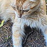 cat, ginger_cat, animal, pet, outdoor, grass, earth, paw, fur, whiskers, curious, nature, leaf, ground, closeup, mammal, relaxed, feline, playful, daylight