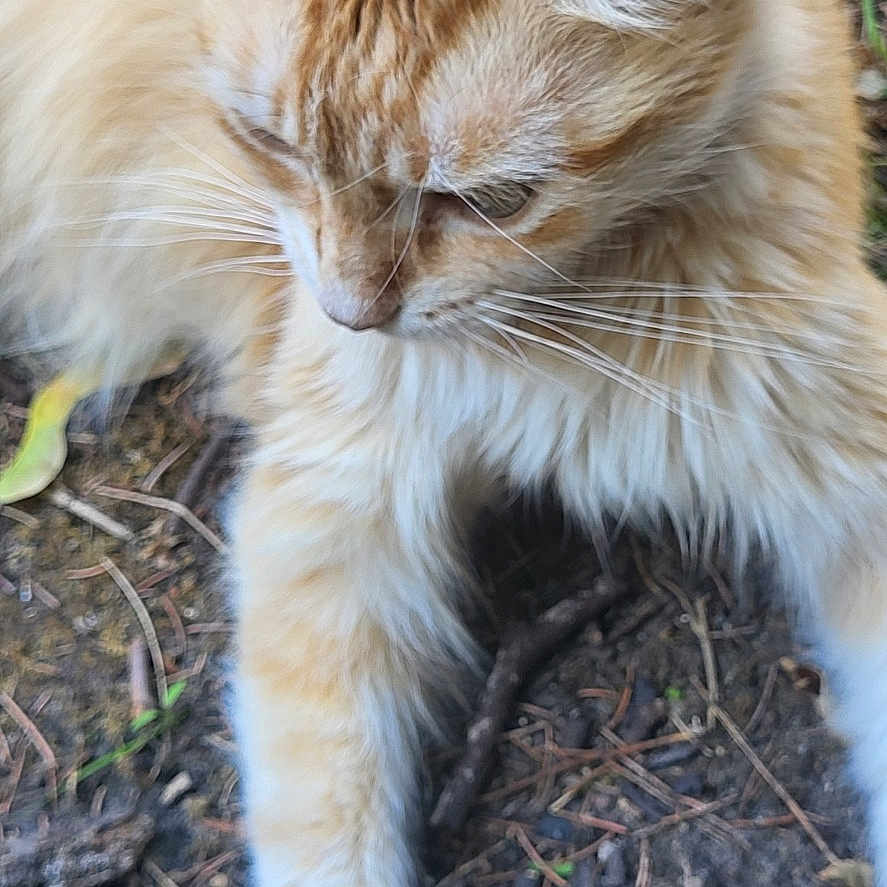Toi