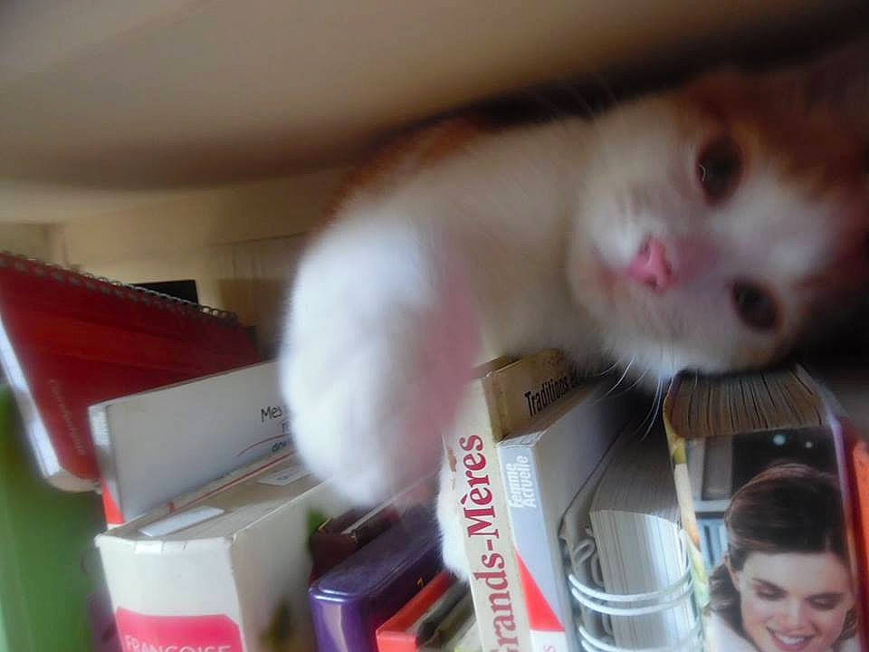 Canaille participe au concours pour gagner de l'argent avec cette photo : carnivoran, cat, cat_like_mammal, joy, kitten, mammal, person, skin, small_to_medium_sized_cats, vertebrate, whiskers