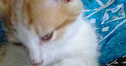 Canaille participe au concours pour gagner de l'argent avec cette photo :