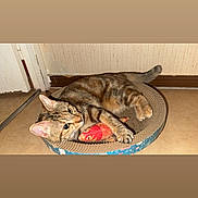 Isys participe au concours pour gagner de l'argent avec cette photo : animal, bed, cat, claws, ears, feline, fish_toy, floor, indoor, looking, paws, pet, playful, relaxed, resting, scratcher, tabby_cat, toy, wall, whiskers