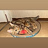 animal, bed, cat, claws, ears, feline, fish_toy, floor, indoor, looking, paws, pet, playful, relaxed, resting, scratcher, tabby_cat, toy, wall, whiskers