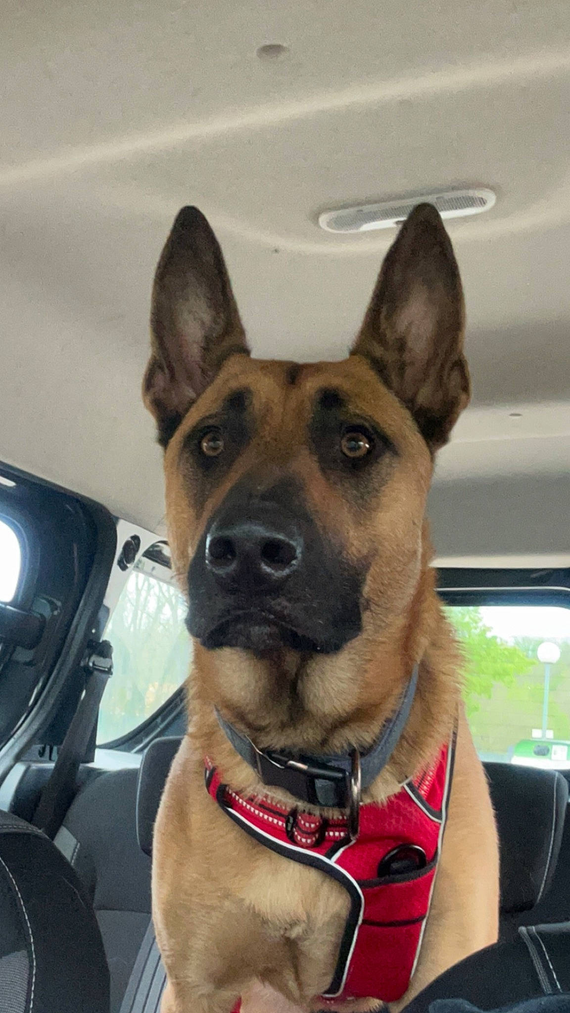 Sky a rejoint le concours — aidez-le/la à gagner de superbes lots ! automotive_mirror, canidae, carnivore, collar, companion_dog, dog, dog_breed, dog_collar, fashion_accessory, fawn, fur, german_shepherd_dog, giant_dog_breed, guard_dog, herding_dog, snout, sporting_group, whiskers, windshield, working_dog