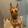 Sky participe au concours pour gagner de l'argent avec cette photo : dog, shower, bathroom, shampoo, bottle, pet, canine, fur, ears, smile, sitting, tile, glass, cleaning, indoor, brown, alert, happy, looking_up, floor